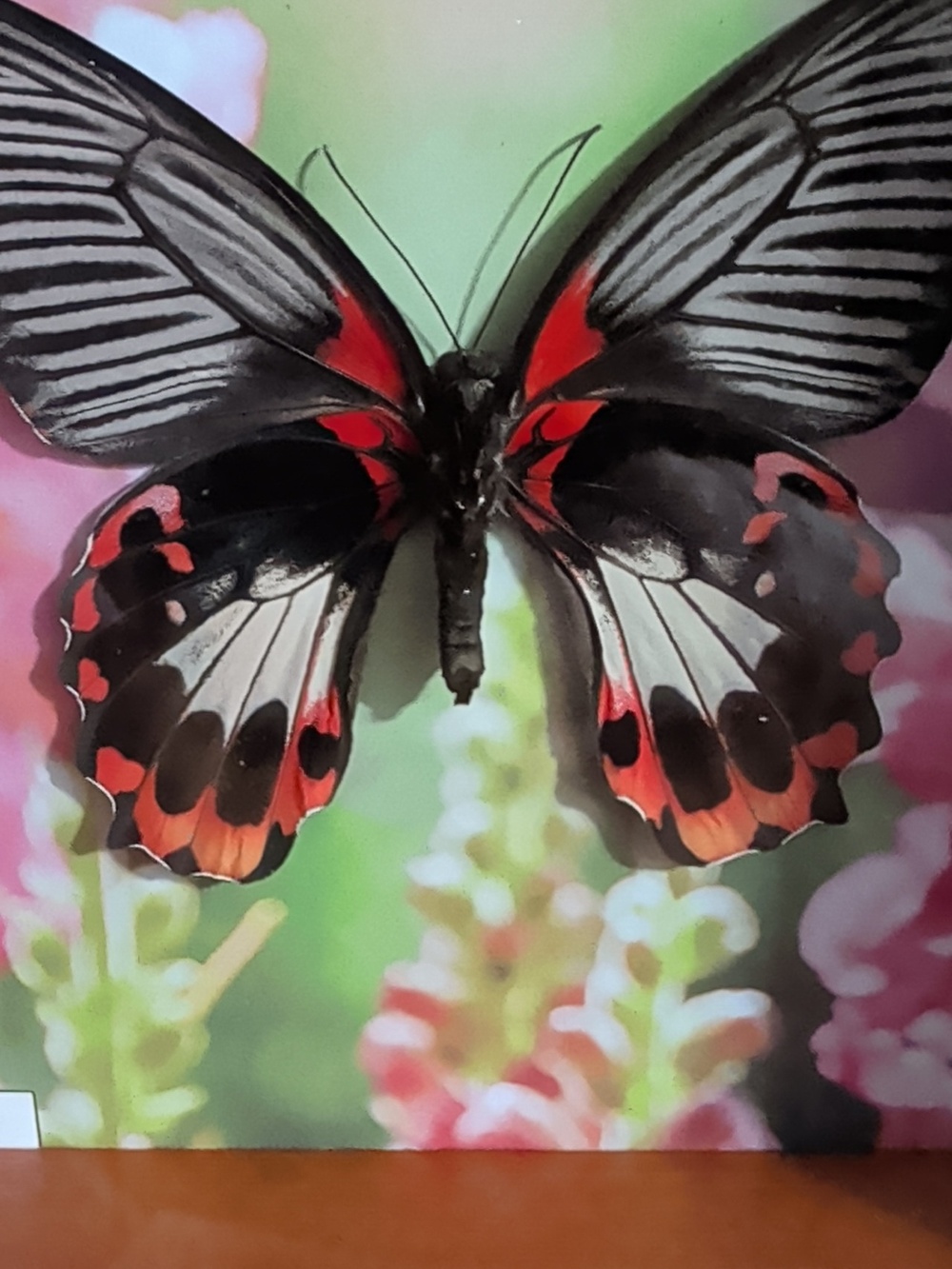 Papilio Rumanzovia Male & Female Butterfly Taxidermy